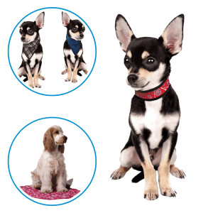 Chien, chat & co.