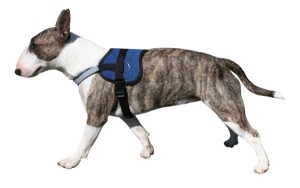 Kühlendes Hundegeschirr  Pacific Blue