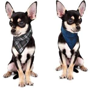 Cooling Bandana for Pets - Aqua CoolKeeper