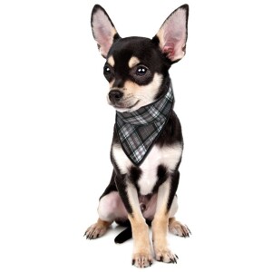 Cooling Bandana for Pets - Aqua CoolKeeper