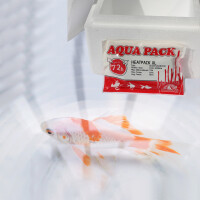 72h HeatPack XL -  Chaufferette pour lenvoi danimaux vivants & de plantes